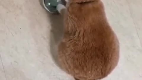 Hungry cat get food