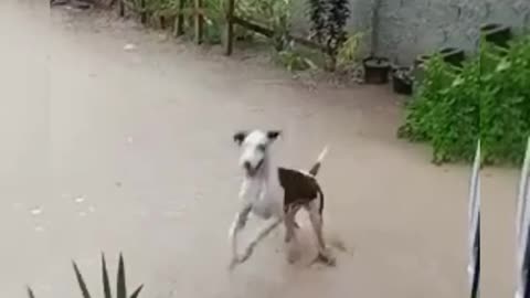 Dog enjoying rain ☔