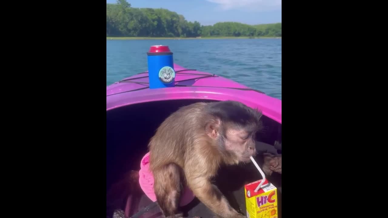 Watch this video, how perfectly the monkey drinking the juice with the help of a straw