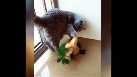 Cat want to play too