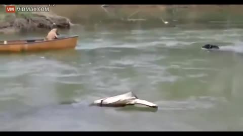 2 Dogs Stranded In A Canoe