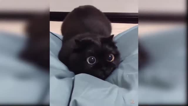 Cutest Cat Videos to Keep You Smiling!