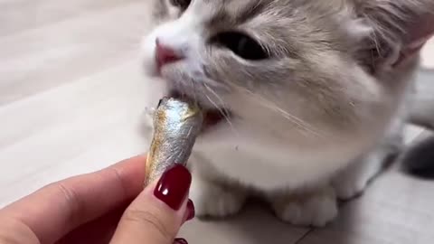 Beautiful cat 🐈 trending video