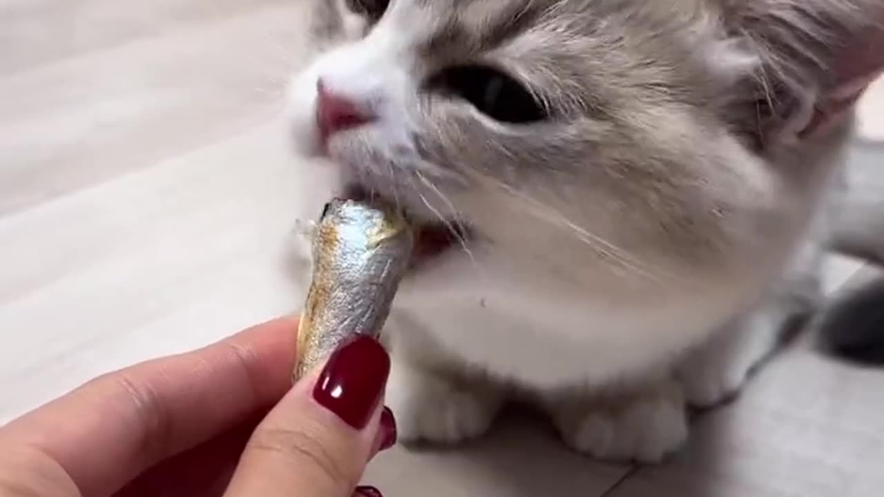 Beautiful cat 🐈 trending video