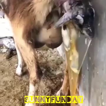 The goat was born🐐