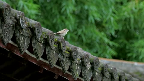 Birds in the Rain