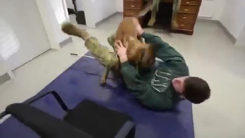 Dog Defense Training