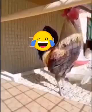 الله يقدر الخير و برا😂😂😂😂