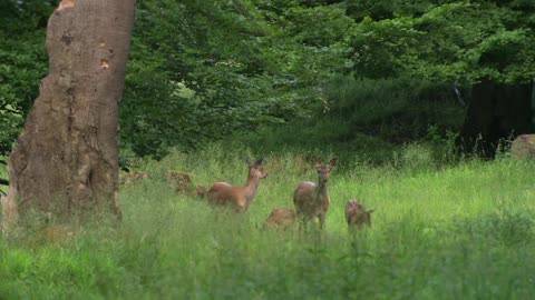 Roe deer and white stork in the forest - Rare video