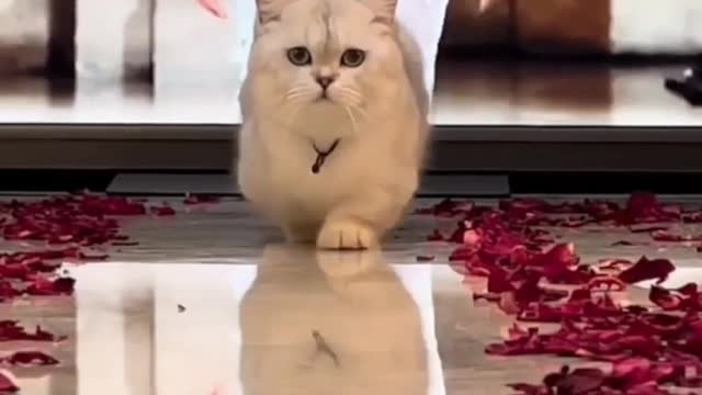 Cat ramp walk like miss india