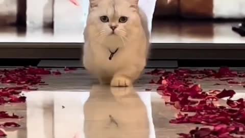 Cat ramp walk like miss india