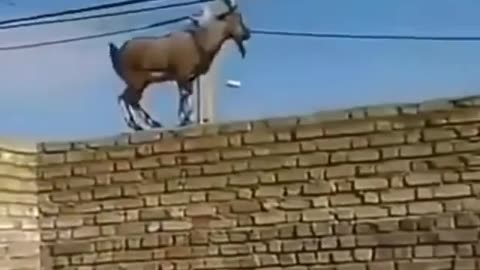 Goat parkour