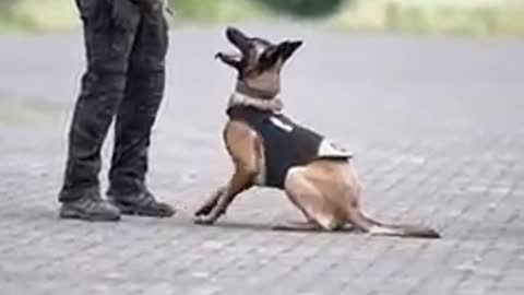 Smart 🐶 dog traning video