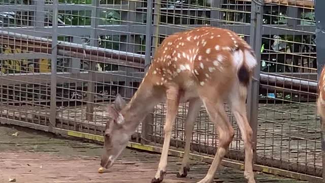 A sika deer who focuses on the food under his feet