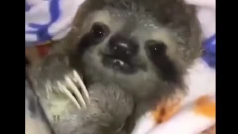 Sloth, wake up happy