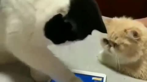 Leave the goldfish alone 😹😹