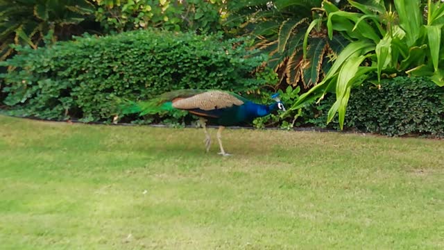 Peacock beautiful video green view