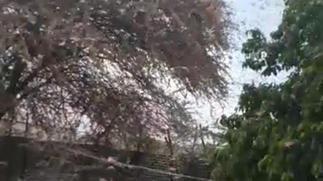 Huge Swarm of Locusts in Africa