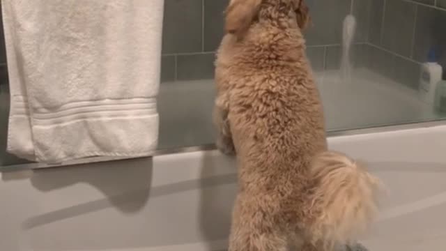 Tan dog pulling and smelling black socks from shower