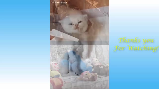 Best funny cat video compilation