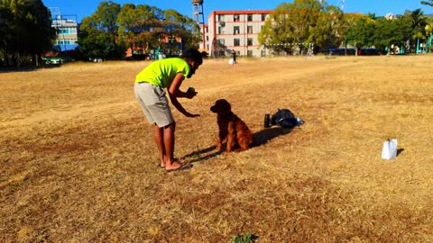 Train and play with the dog