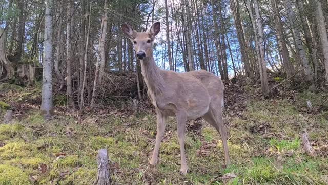 Deer on the hill