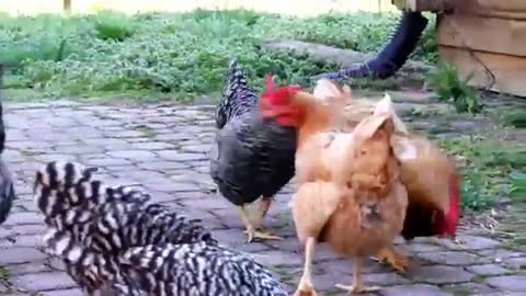 funny chicken videos_Cut