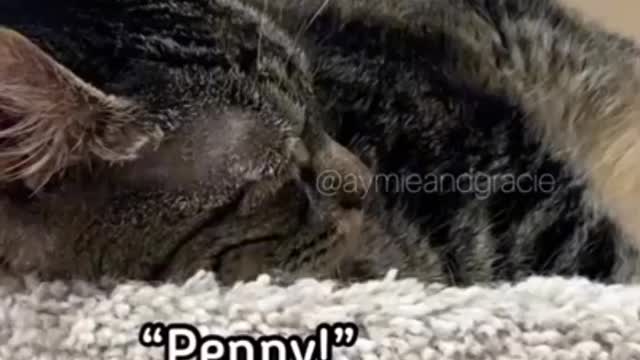 Talking cat enjoy