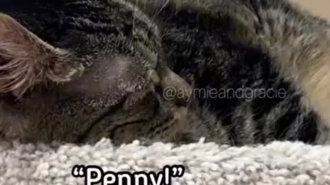 Talking cat enjoy