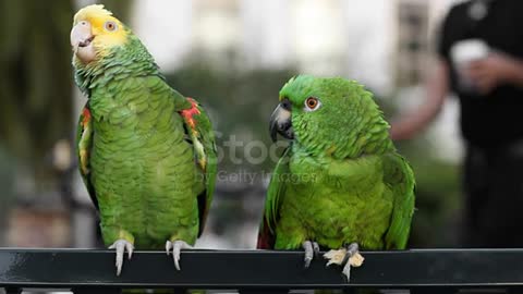 Parrot Discussion
