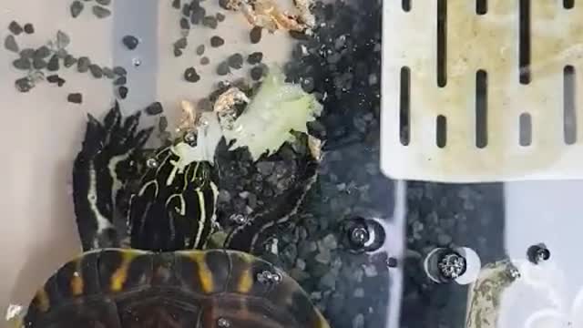 A cute turtle is eating food!