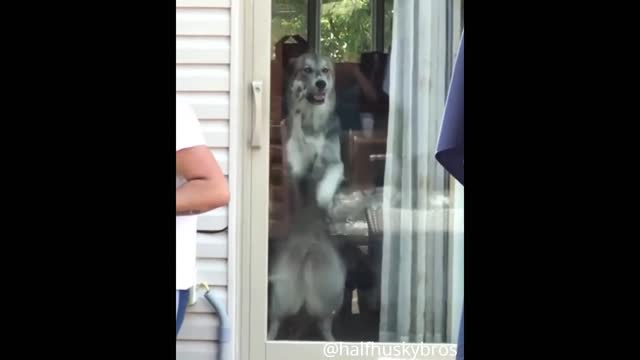 Husky on a thread mill door😅| Looked down😅.