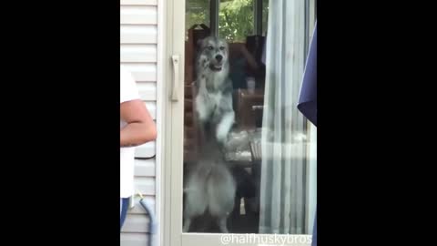 Husky on a thread mill door😅| Looked down😅.
