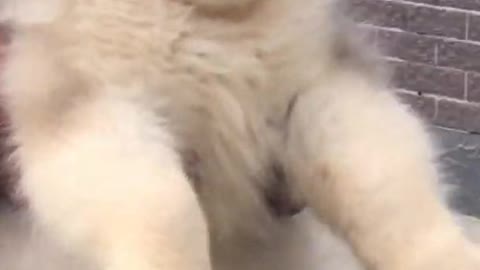 Funniest and Cutest Puppies