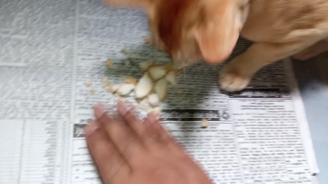 Cute cat eating food || cat eating food || cute cate ||