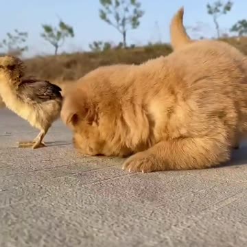 cutie baby dog and baby chicken