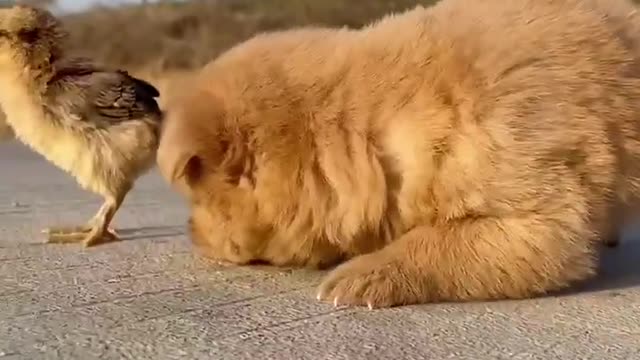 cutie baby dog and baby chicken