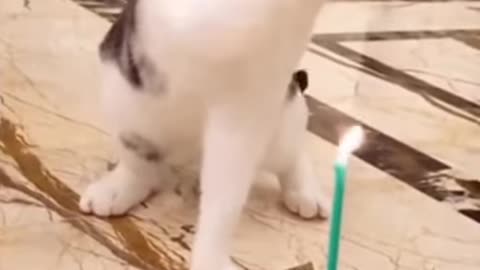 Cute pets complications