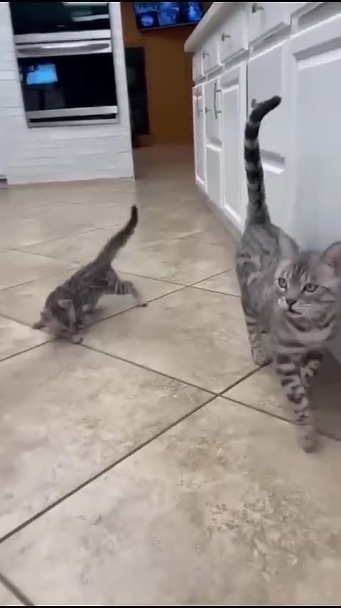 Cats Doing Cat Things😹 12