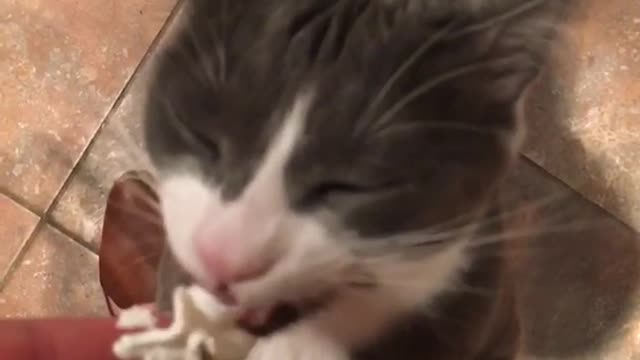 Grey cat licks whipped cream off a finger in kitchen