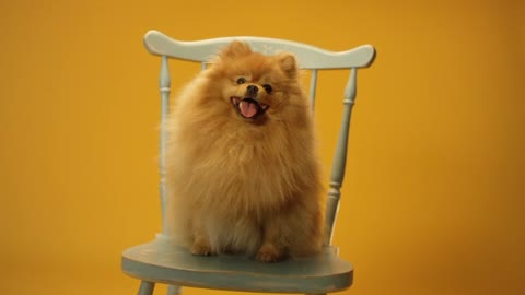 dog wanting to jump from the chair