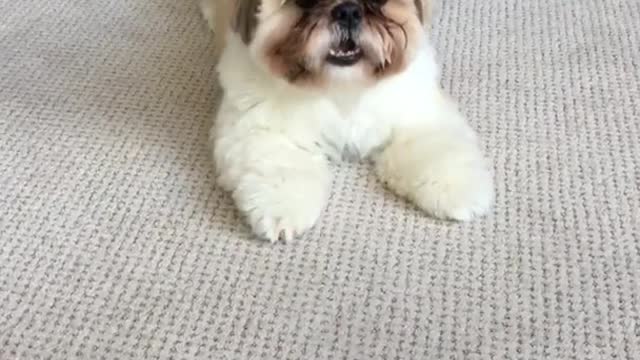 Tan white dog chases orange toy robot in house