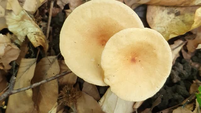 Magical mushrooms