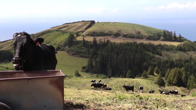 cow drinking water with lush pastures and other cows behind