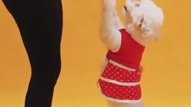 Funny Training Dog# Shorts video for Dog with Dress #Shorts#Animals #Cute# Funny Dog