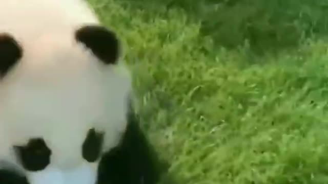 Cute Baby Panda Playing