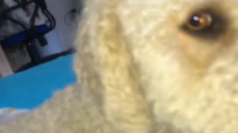 Lady says something in different language to big curly hair white dog on blue blanket and it props up instantly