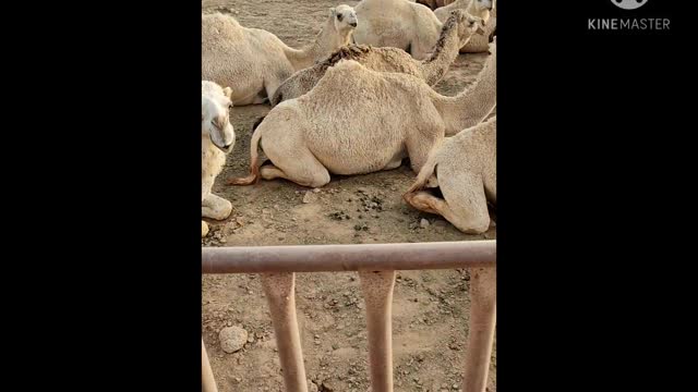 Beauty of camels