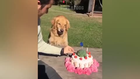 Funny dog reaction cutting