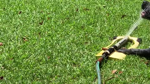 Playing in the Sprinkler